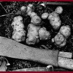 Lumper Potato