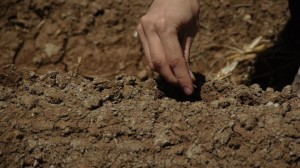 Mimi planting seeds