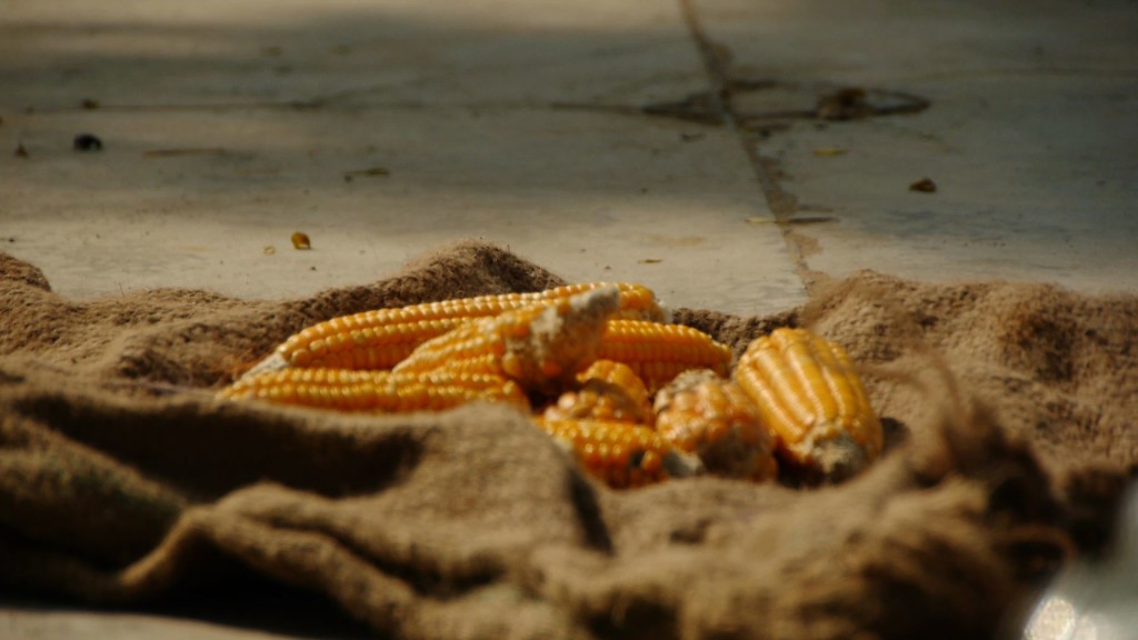 Corn on burlap