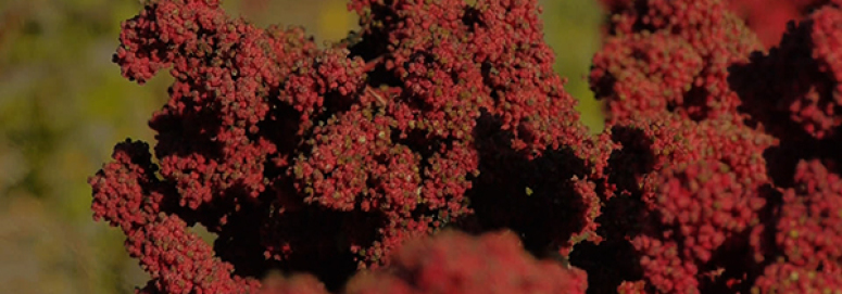 Quinoa – Something to Celebrate?