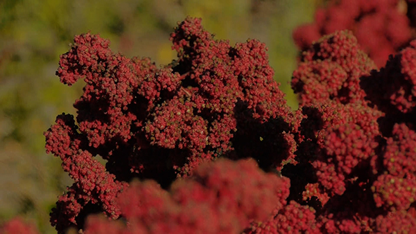 Quinoa-Red Quinoa-Red