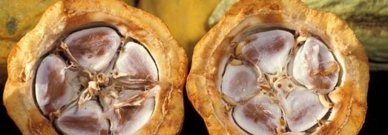 Nothing says ‘I love you’ Like Sustainable Chocolate