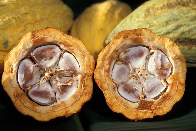 Sustainable Chocolate