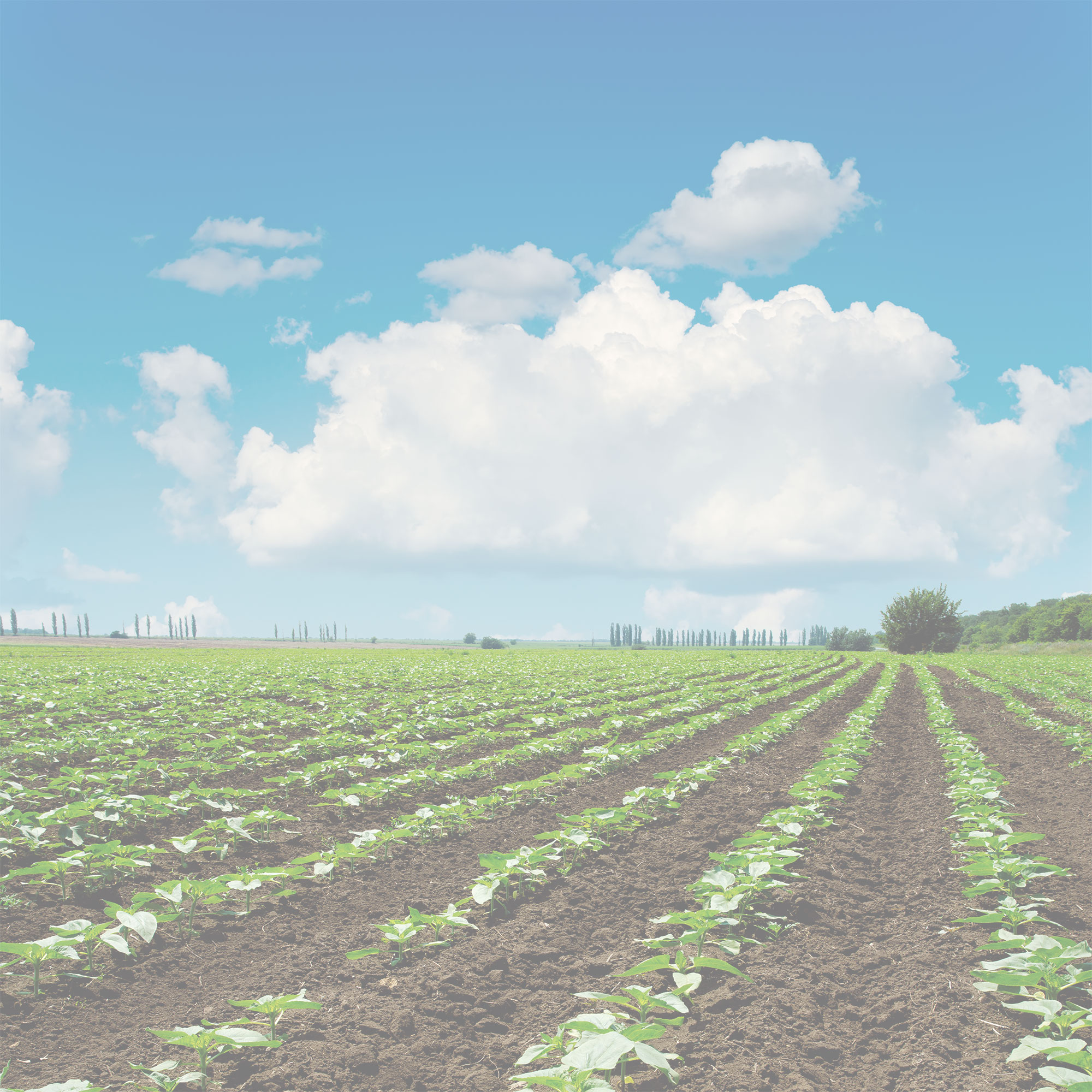 FieldBackground