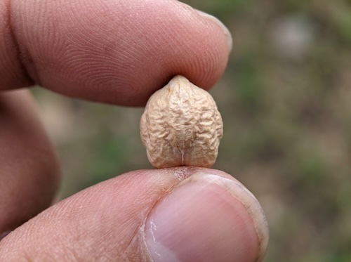 Seeds-As-Software Seeds as software
