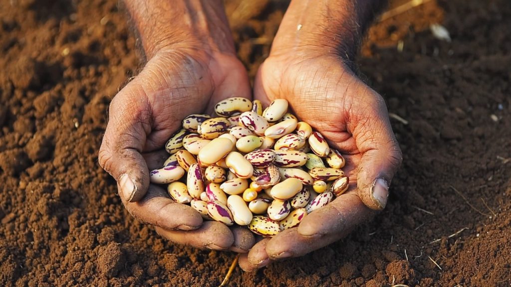 seed-sunday-heirloom-beans-in-hands Two weathered hands holding speckled heirloom beans over freshly turned soil
