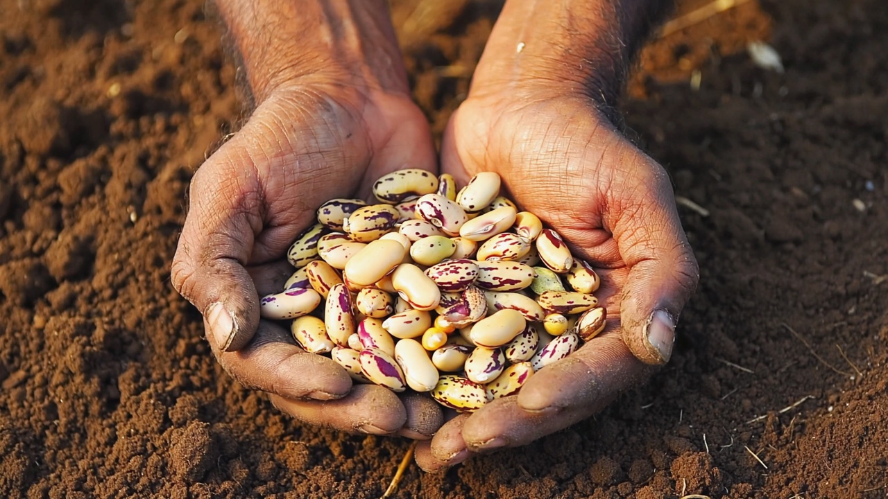 Two weathered hands holding speckled heirloom beans over freshly turned soil